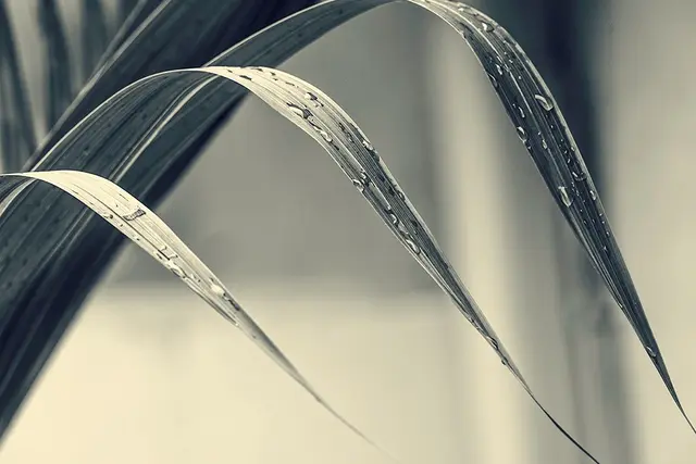 Joel Cohen, “Bottle Palm” (detail), 2019, photograph on archival textured paper